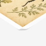 Poster VINTAGE DARK ACADEMIA BEETLE