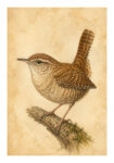 Poster VINTAGE DARK ACADEMIA BIRD 13