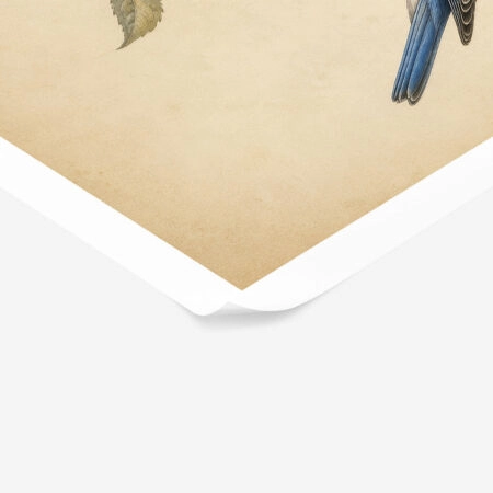 Poster VINTAGE DARK ACADEMIA BIRD 3 -  Sticky 1