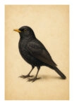 Poster VINTAGE DARK ACADEMIA BIRD 8