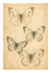 Poster VINTAGE DARK ACADEMIA BUTTERFLIES 2
