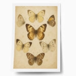 Poster VINTAGE DARK ACADEMIA BUTTERFLIES 3