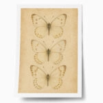 Poster VINTAGE DARK ACADEMIA BUTTERFLIES 4