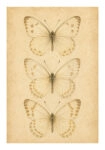 Poster VINTAGE DARK ACADEMIA BUTTERFLIES 4