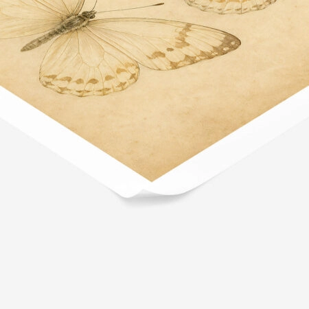 Poster VINTAGE DARK ACADEMIA BUTTERFLIES 4 -  Sticky 1