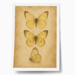 Poster VINTAGE DARK ACADEMIA BUTTERFLIES 5