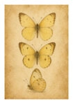Poster VINTAGE DARK ACADEMIA BUTTERFLIES 5