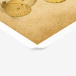 Poster VINTAGE DARK ACADEMIA BUTTERFLIES 5
