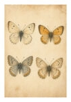 Poster VINTAGE DARK ACADEMIA BUTTERFLIES 7
