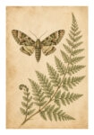Poster VINTAGE DARK ACADEMIA BUTTERFLY AND FERN