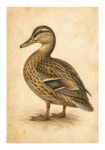 Poster VINTAGE DARK ACADEMIA DUCK