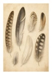 Poster VINTAGE DARK ACADEMIA FEATHERS