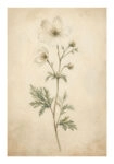 Poster VINTAGE DARK ACADEMIA FLOWERS 4