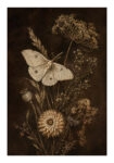 Poster VINTAGE DARK ACADEMIA MOTH