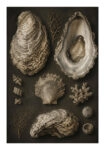 Poster VINTAGE DARK ACADEMIA OYSTERS