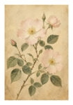 Poster VINTAGE DARK ACADEMIA PLANT 12