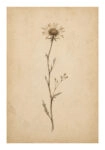 Poster VINTAGE DARK ACADEMIA PLANT 15