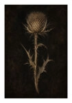 Poster VINTAGE DARK ACADEMIA PLANT 16