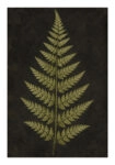 Poster VINTAGE DARK ACADEMIA PLANT 17
