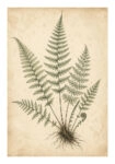 Poster VINTAGE DARK ACADEMIA PLANT 22