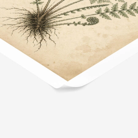 Poster VINTAGE DARK ACADEMIA PLANT 22 -  Sticky 1