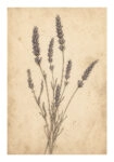 Poster VINTAGE DARK ACADEMIA PLANT 25