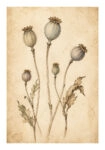 Poster VINTAGE DARK ACADEMIA PLANT 26