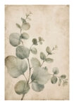 Poster VINTAGE DARK ACADEMIA PLANT 27
