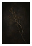 Poster VINTAGE DARK ACADEMIA PLANT 29