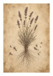 Poster VINTAGE DARK ACADEMIA PLANT 2