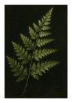 Poster VINTAGE DARK ACADEMIA PLANT 30