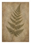 Poster VINTAGE DARK ACADEMIA PLANT 31