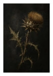 Poster VINTAGE DARK ACADEMIA PLANT 32