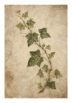 Poster VINTAGE DARK ACADEMIA PLANT 33