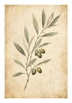 Poster VINTAGE DARK ACADEMIA PLANT 35