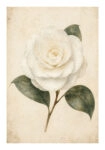 Poster VINTAGE DARK ACADEMIA ROSE 4