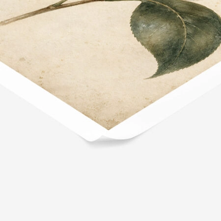 Poster VINTAGE DARK ACADEMIA ROSE 4 -  Sticky 1