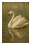Poster VINTAGE DARK ACADEMIA SWAN 3