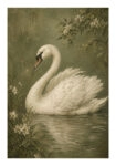 Poster VINTAGE DARK ACADEMIA SWAN 4