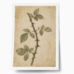 Poster VINTAGE DARK ACADEMIA THORNS