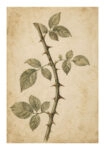 Poster VINTAGE DARK ACADEMIA THORNS