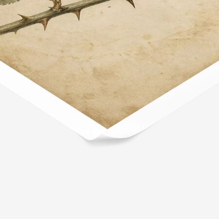 Poster VINTAGE DARK ACADEMIA THORNS -  Sticky 1