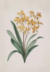 Πίνακας σε Καμβά ANTIQUE VINTAGE FLOWERS