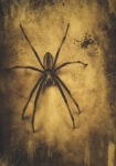 Πίνακας σε Καμβά VINTAGE AUTUMN HALLOWEEN SPIDER 2