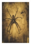 Poster VINTAGE AUTUMN HALLOWEEN SPIDER 2