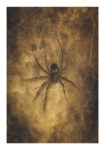Poster VINTAGE AUTUMN HALLOWEEN SPIDER