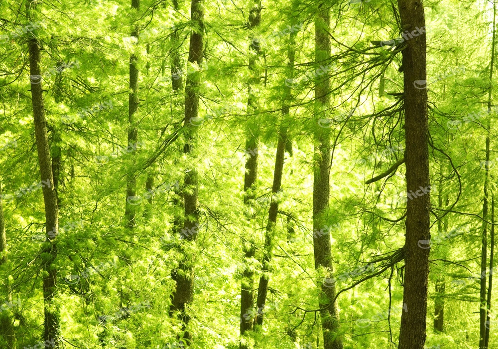 Πινακας σε καμβά GREEN FOREST