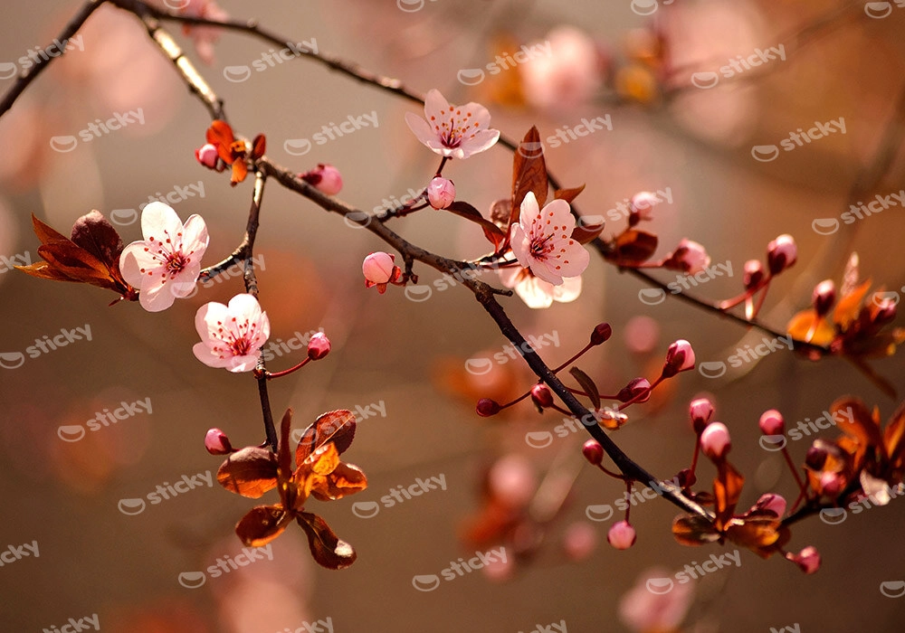 Πινακας σε καμβά JAPANESE CHERRY