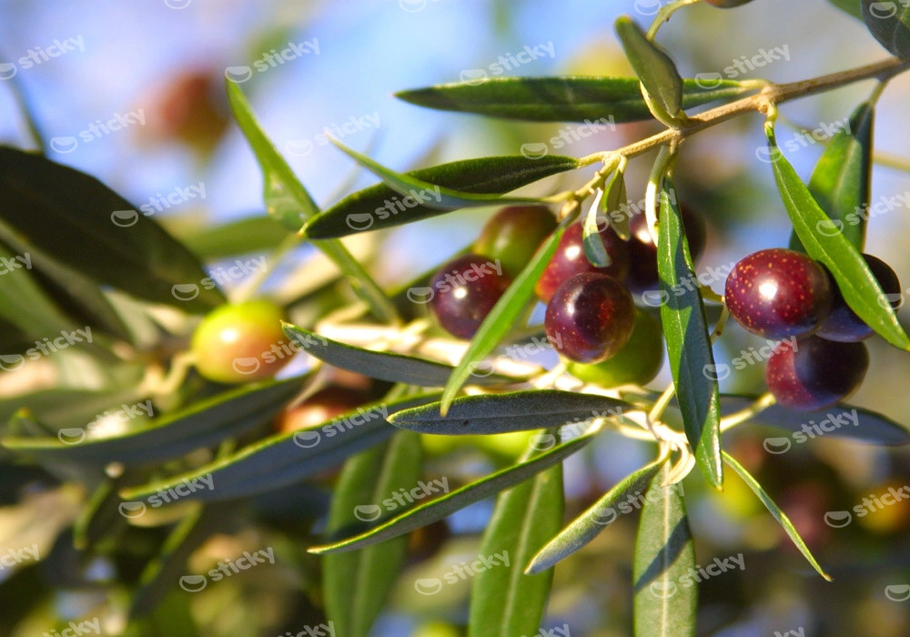 Πινακας σε καμβά OLIVES