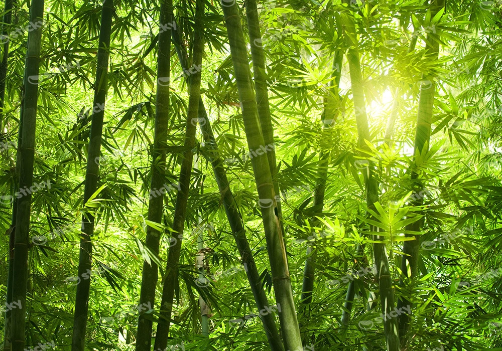 Πινακας σε καμβά BAMBOO 1
